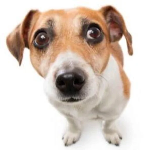 млекопитающее порода собак животное