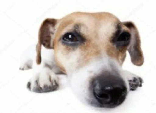 млекопитающее животное порода собак