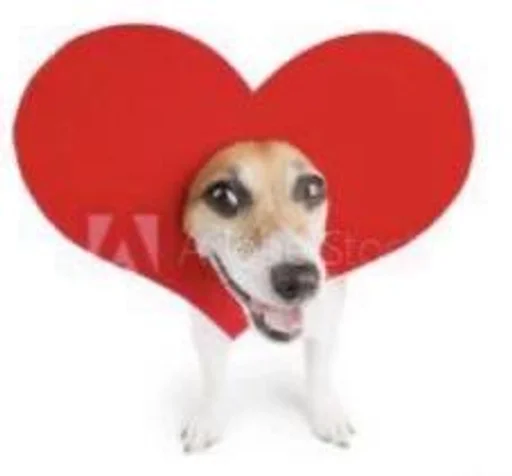 животное порода собак домашнее животное