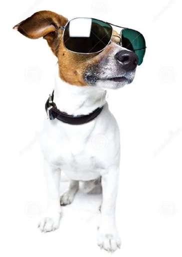 порода собак домашнее животное воротник