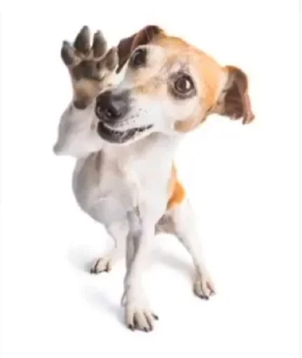 порода собак домашнее животное млекопитающее