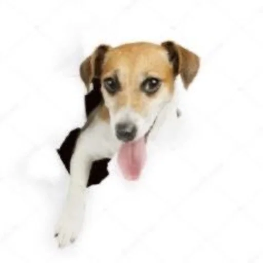 млекопитающее животное порода собак