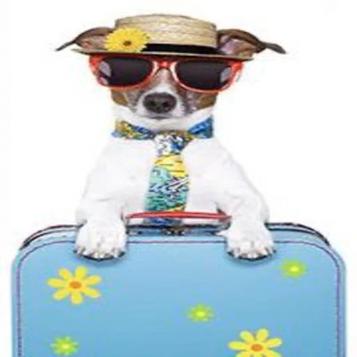 животное защитные очки аксессуар