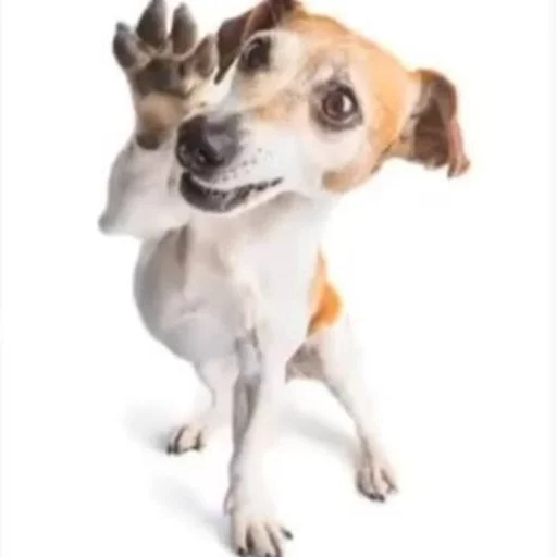 порода собак млекопитающее домашнее животное