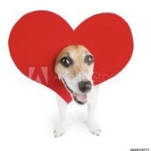 животное порода собак домашнее животное