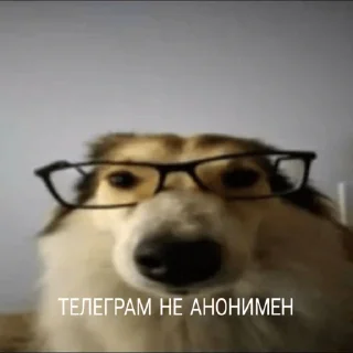 Sticker Собака в очках - 4