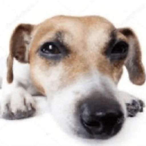 mammal dog breed animal