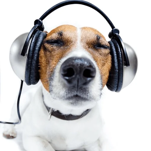 animal headphones dog breed