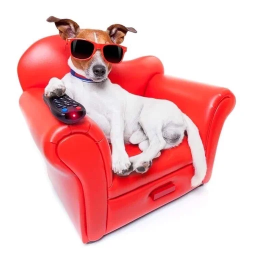 животное домашнее животное порода собак