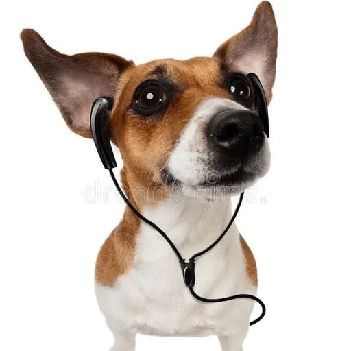 mammal pet dog breed