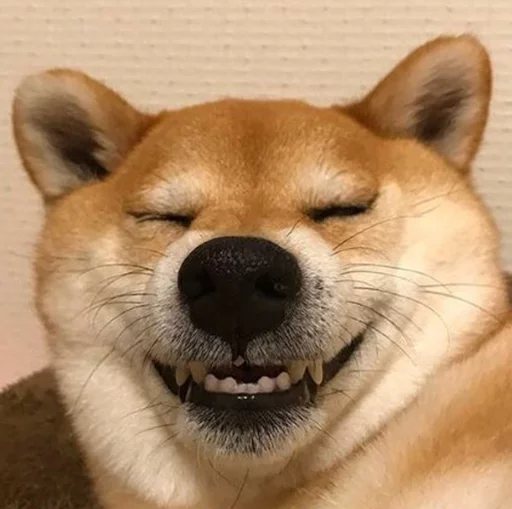 Стикер sobas - 1