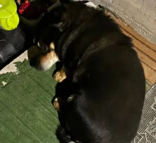 Sticker sobranie - 9