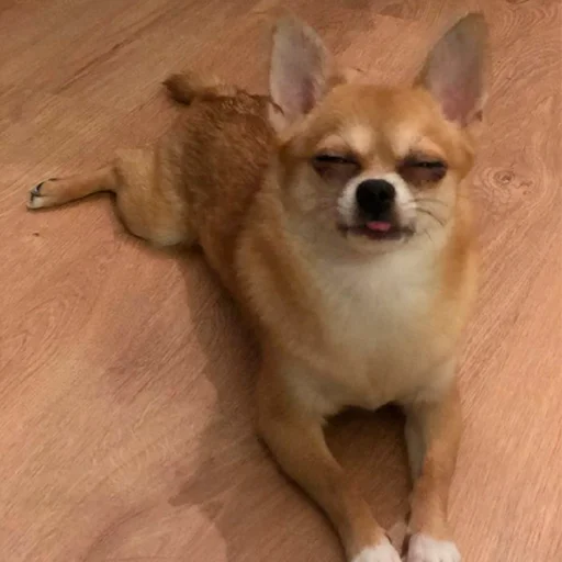 Стикер Soela Stickers - 9