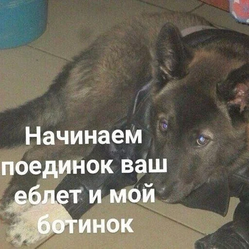 Стикер Soela Stickers - 2