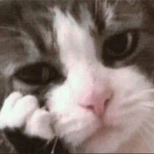 млекопитающее животное кошка