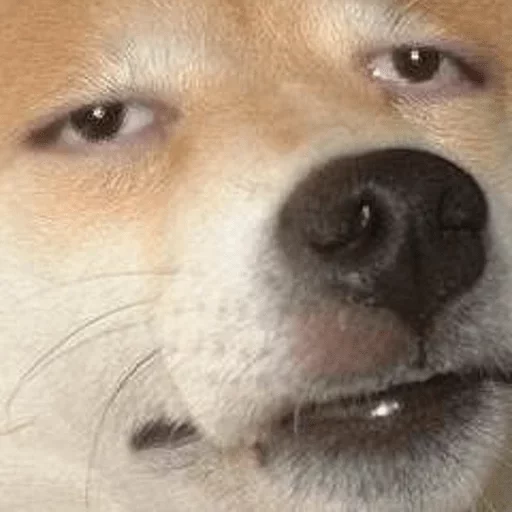 млекопитающее животное собака