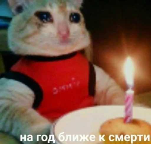 candle cat birthday cake