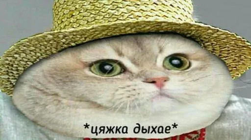 small to medium-sized cats whiskers felidae