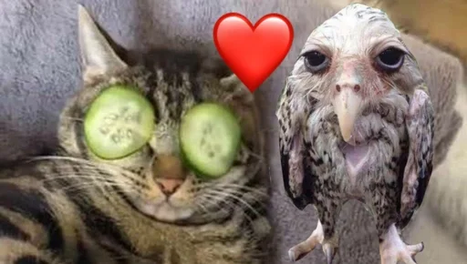 Sticker соль сова :: @fStikBot - 11