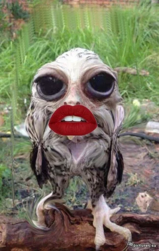 Sticker соль сова :: @fStikBot - 6