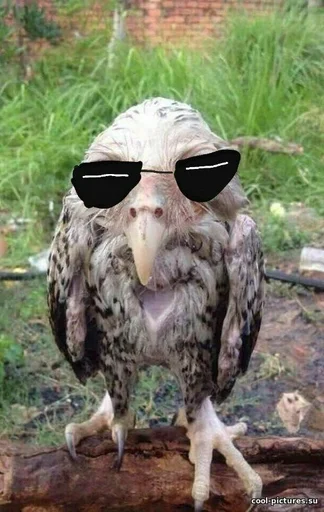 Sticker соль сова :: @fStikBot - 1