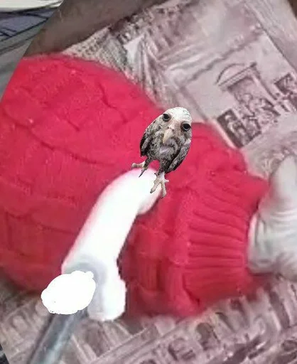 Sticker соль сова :: @fStikBot - 0