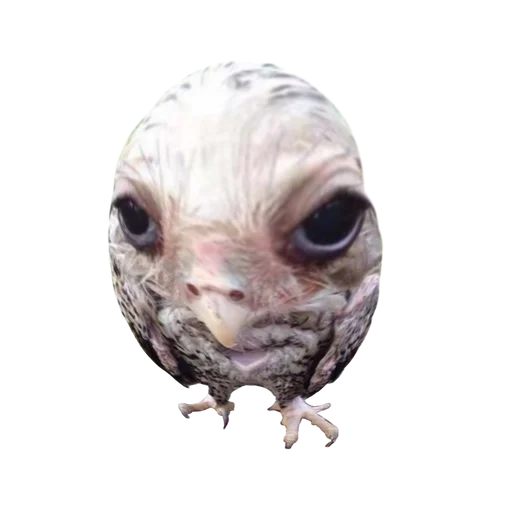 животное птица сова