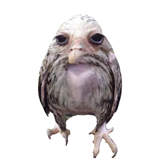 животное птица