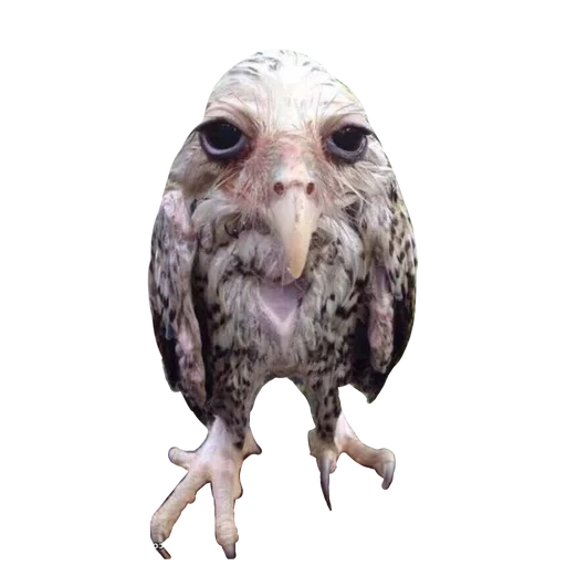 животное птица хищная птица