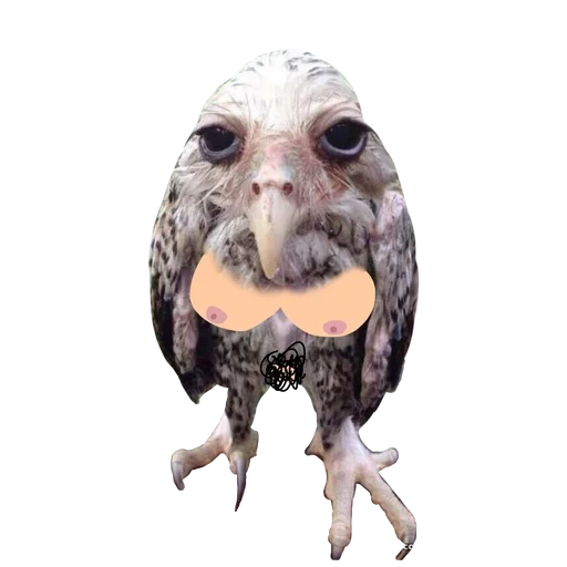 животное сова хищная птица