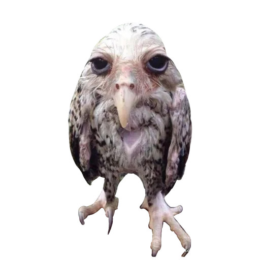 животное птица хищная птица