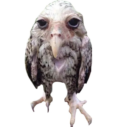 Солевая сова - животное