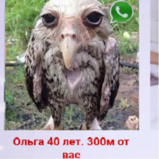 животное хищная птица сова