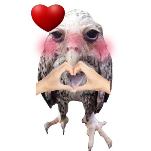 птица животное рот