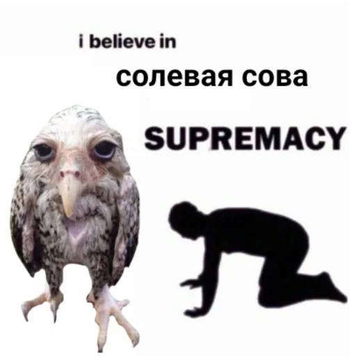 СМС млекопитающее сова