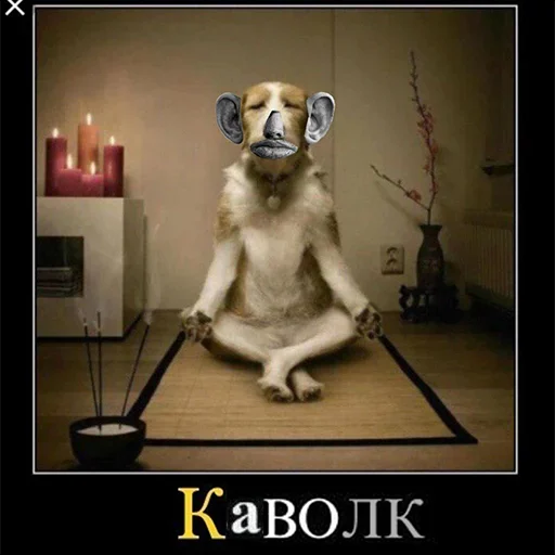 комнатный стена животное