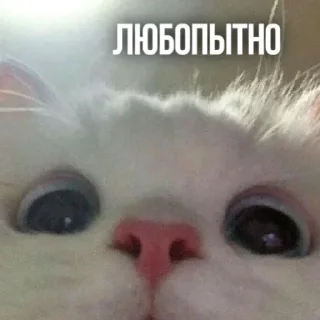 Sticker Солянка - 10