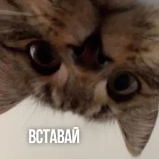 Sticker Солянка - 11