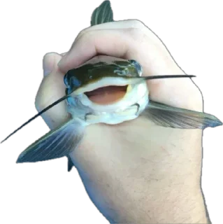 Sticker Сомик одиночка - 4