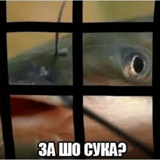 Sticker Сомик одиночка - 6