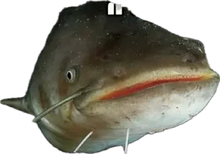 Sticker Сомик одиночка - 7