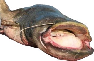 Sticker Сомик одиночка - 9