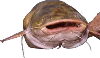 Sticker Сомик одиночка - 1