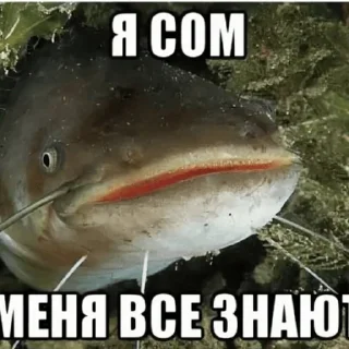 Sticker Сомик одиночка - 5