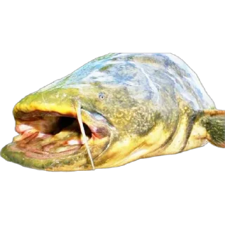 Sticker Сомик одиночка - 11