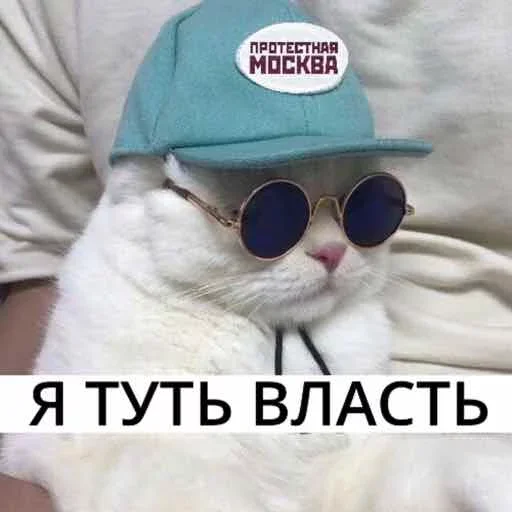 кошки малого и среднего размера кошачьи солнечные очки