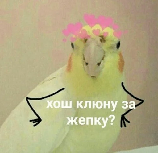 птица попугай животное