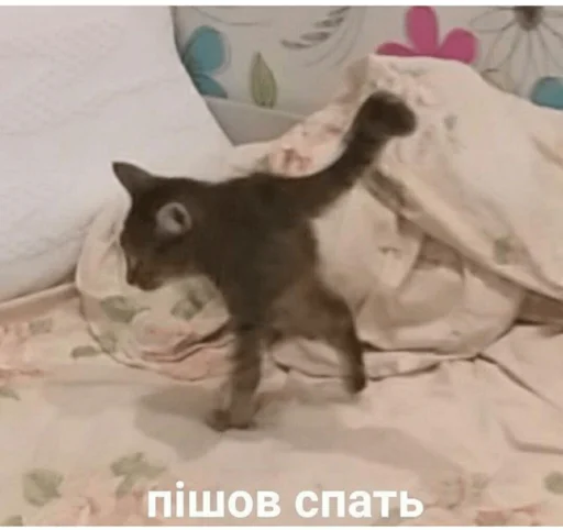 кошки малого и среднего размера кошка домашняя кошка