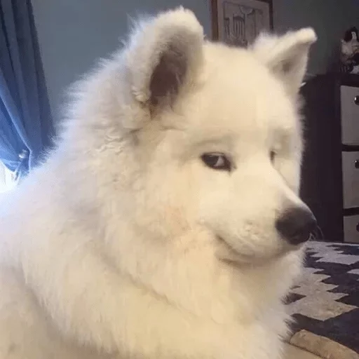 animal mammal indoor