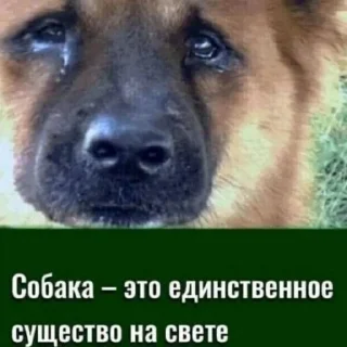 Sticker чiзбургер - 2